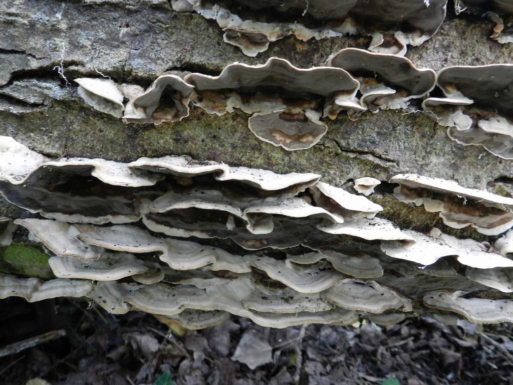 Acrotylus patruelis... (Bjerkandera adusta)
